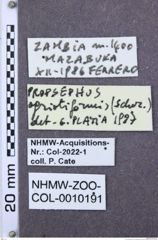 Etiketten zu Mulsanteus breviusculus (NHMW-ZOO-COL-0010191)